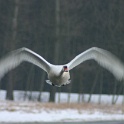 Oiseaux aux Grangettes - 057